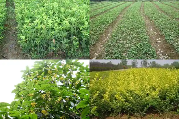 我最熟悉的植物桂花树1687049523070