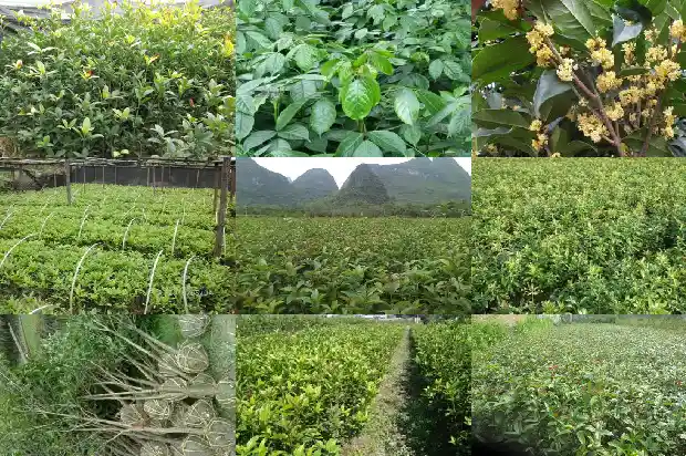 我最熟悉的植物桂花树1687049523116