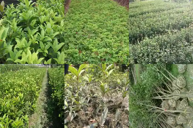 怎样形容桂花树的香味呢句子1687049535057