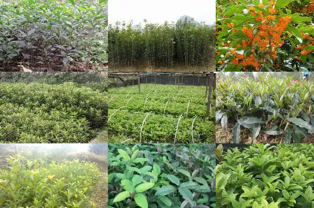 最名贵的桂花树排名第几名1688792061705
