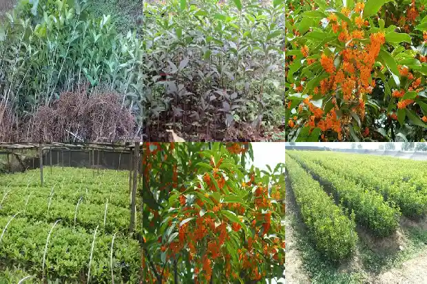 用什么形容桂花树好看1687049554241