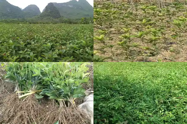 桂花树怎样栽成活率高一些呢1688861919759