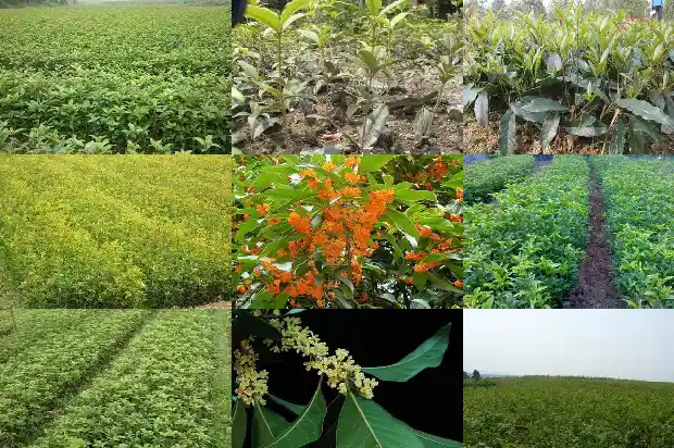 怎样描写桂花树的样子和特点1687049585276