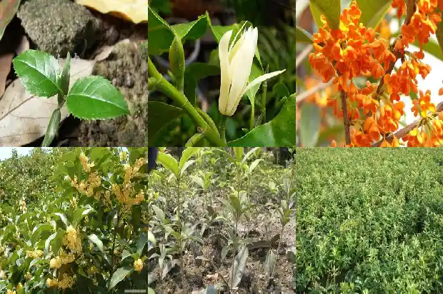 桂花能不能泡开水喝1689576709327