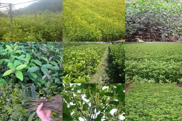 怎样形容桂花开放的样子1687049630674