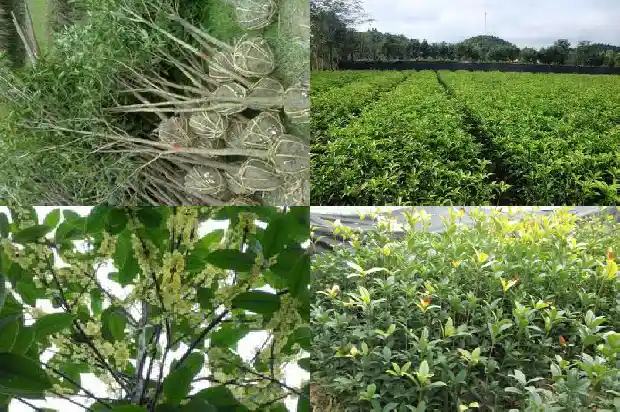 怎样形容桂花开放的样子1687049630720