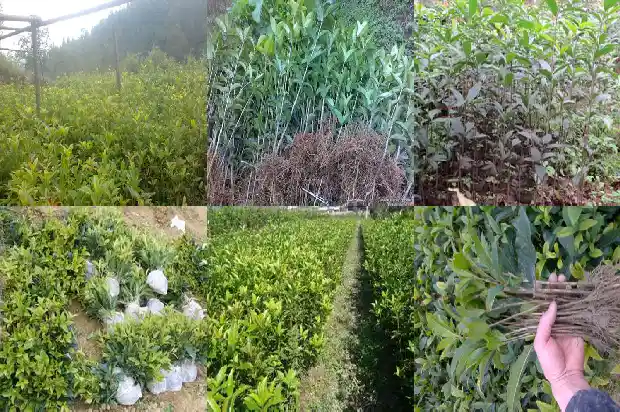 形容桂花树叶子的句子1687049639201