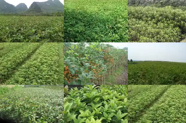 怎样形容桂花树的叶子的美句1687049650866