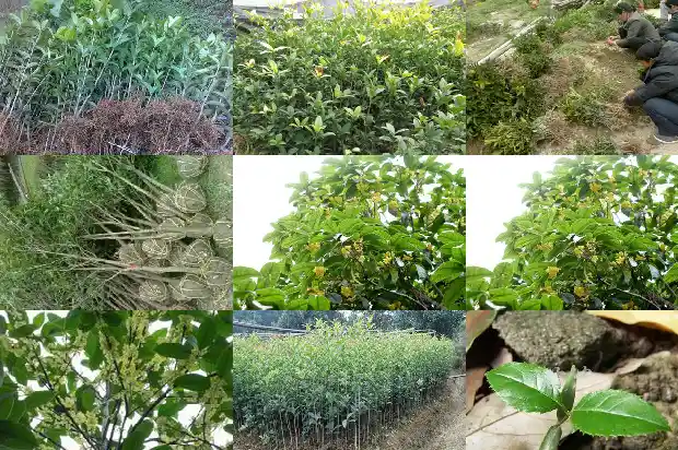 怎样形容桂花树的叶子的美句1687049650914