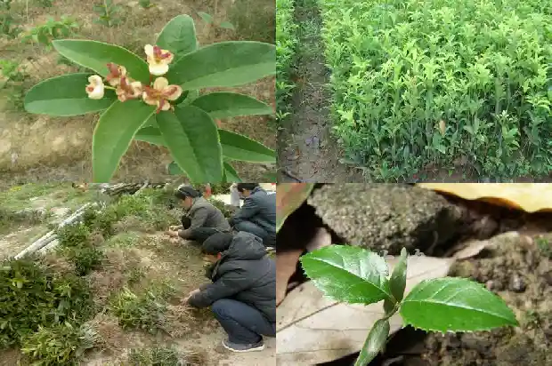 怎样形容桂花树的叶子的美句1687049650961