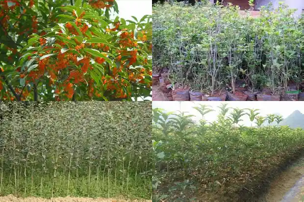怎样形容桂花树的叶子的样子呢1687049663249