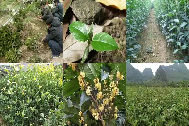 怎样形容桂花树的叶子的样子呢1687049663341