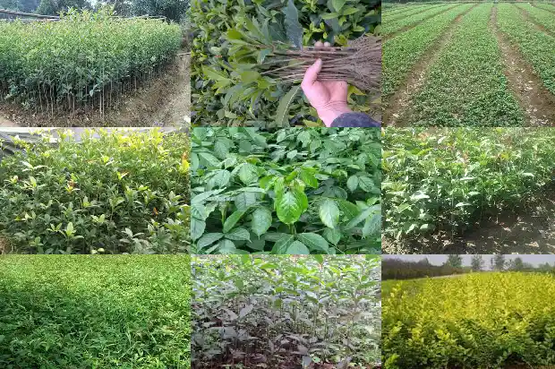 桂花树哪里不能种植1690677567855