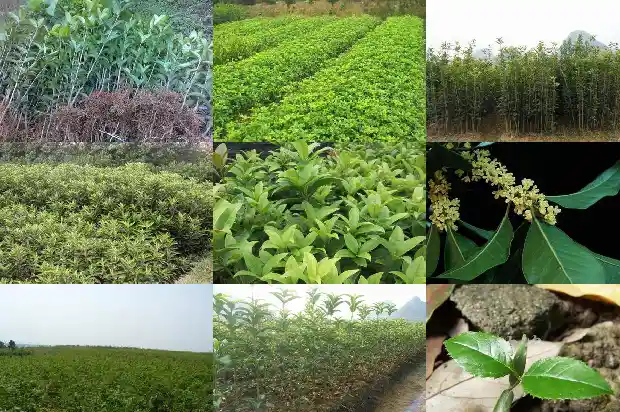 桂花树叶像什么形状比喻1687049685150