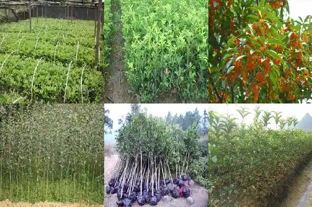 描写桂花树树干和枝叶的句子1687049719819