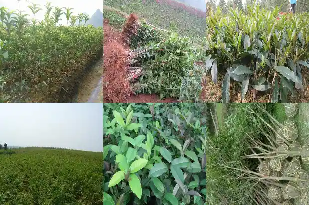 泡茶的桂花1688949045777