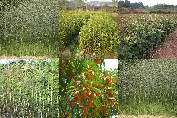 桂花树干粗细1690591257926