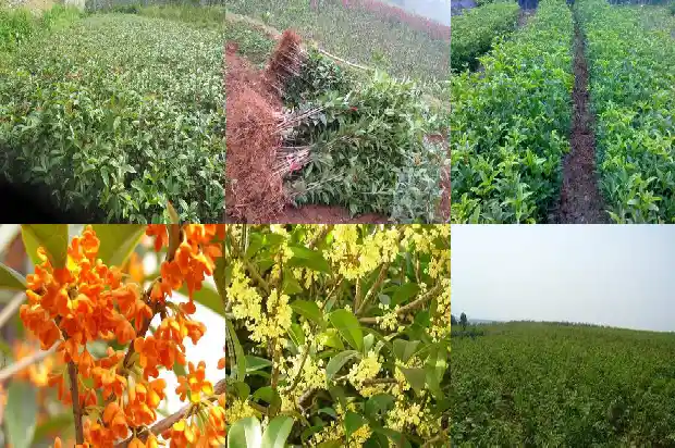 怎样形容桂花树的树干的美景1687049763043