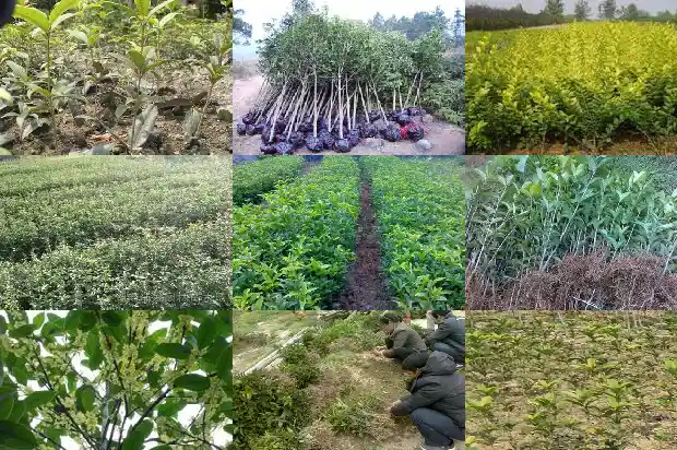 怎样形容桂花树的树干的美景1687049763091