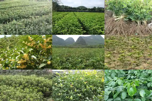 怎样形容桂花树的树干的美景1687049763137