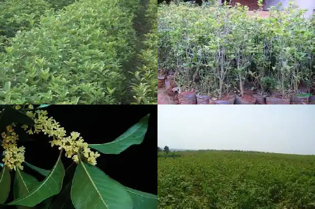 怎样形容桂花树的树干的美景1687049763185