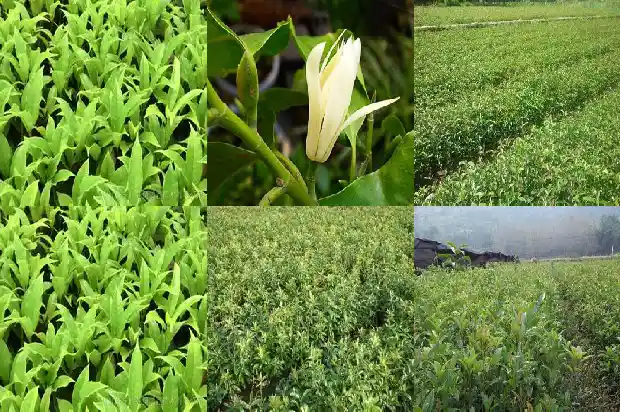一颗桂花树的价格多少元钱1689837919106