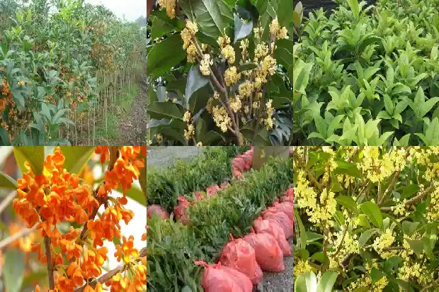 怎样形容桂花树的树干好看呢1687049775104