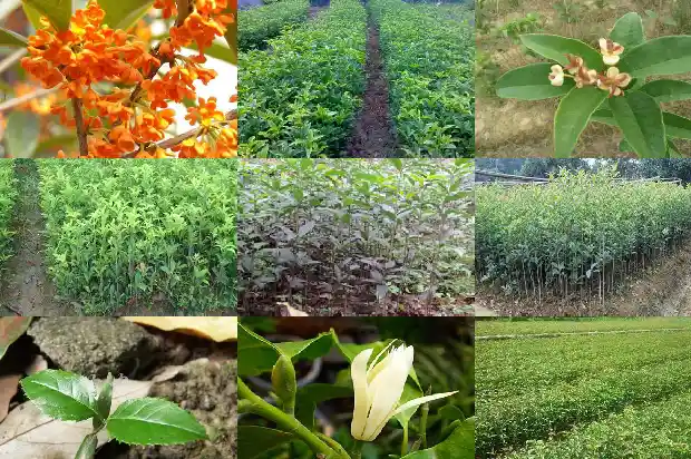 怎样形容桂花树的树干好看呢1687049775152