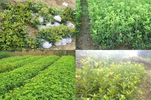 怎样形容桂花树的树干好看呢1687049775200