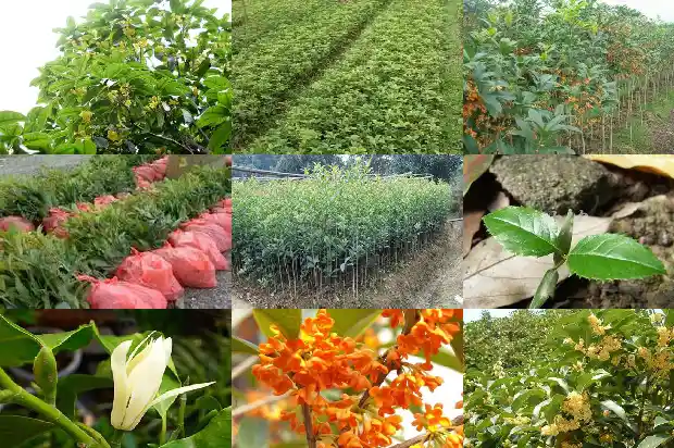 怎样形容桂花树的树干的样子的句子1687049786862