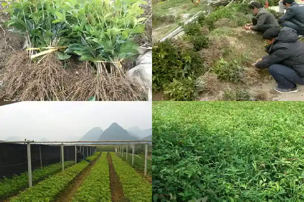 怎样形容桂花树上有鸟做窝的样子的句子1687049838256