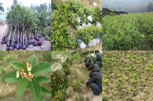 怎样形容桂花树上有鸟做窝的样子的句子1687049838303