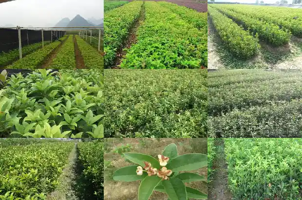 怎样形容桂花树上有鸟做窝的样子的句子1687049838396