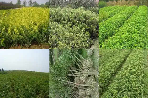 鸟在自家的桂花树上做窝好不好1687049850279