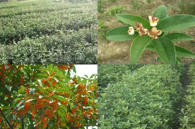 鸟在自家的桂花树上做窝好不好1687049850373