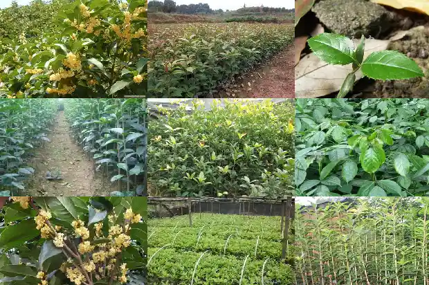 桂花树上筑巢的鸟类1687049862461