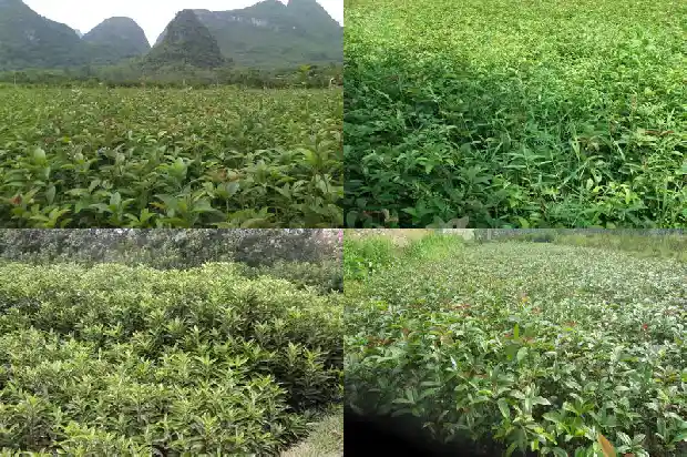 桂花树是不是一年四季都是绿色的花1690332011955