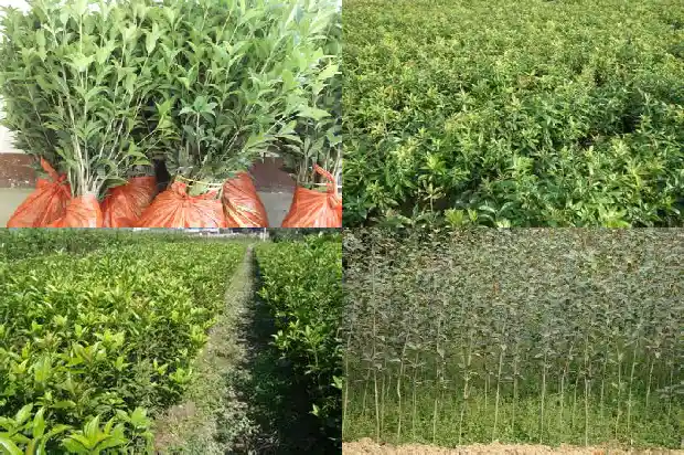 桂花树上筑巢的鸟类1687049862556