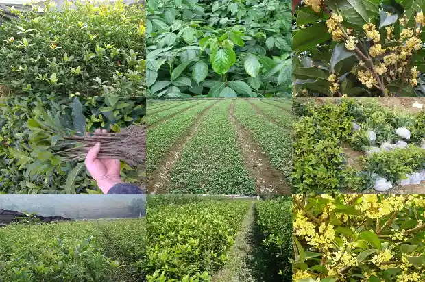 桂花树上有鸟做窝1687049874329