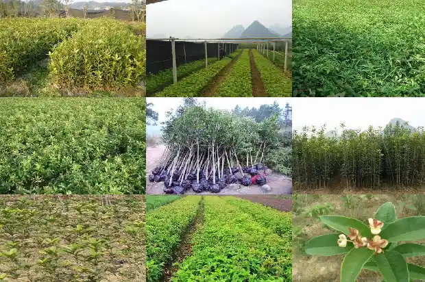桂花树上的鸟窝1687049886184