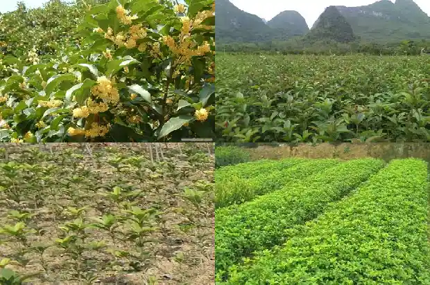 桂花树上的鸟窝1687049886231