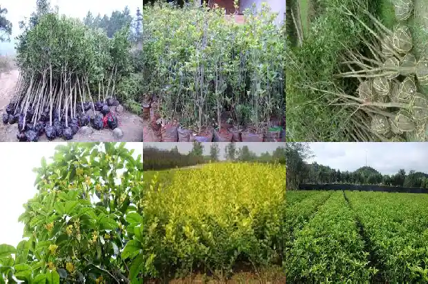 桂花树上的鸟雀突然都飞走了是什么原因?1687049895902