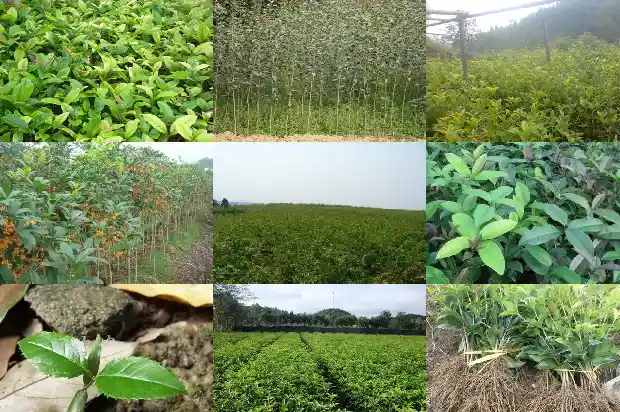 桂花树成活率怎么样算1688861924232