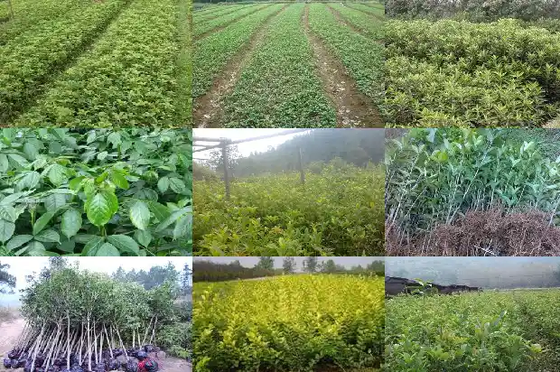 桂花好还是玫瑰花好1689312153034