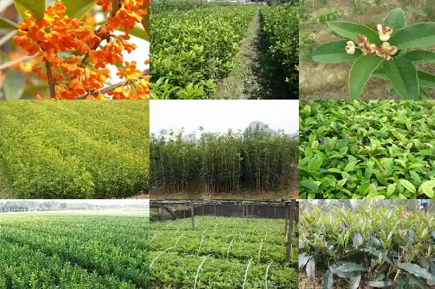 桂花大树苗价格多少钱1689985431687