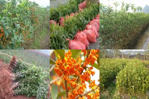 桂花树上有鸟窝好吗1687049926858