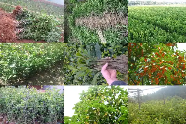 桂花树上有鸟窝好吗1687049926906