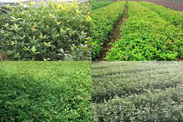 桂花树上有鸟窝好吗1687049926953