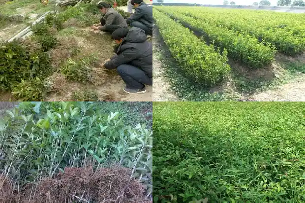 桂花树上有鸟窝的说说句子1687049938486