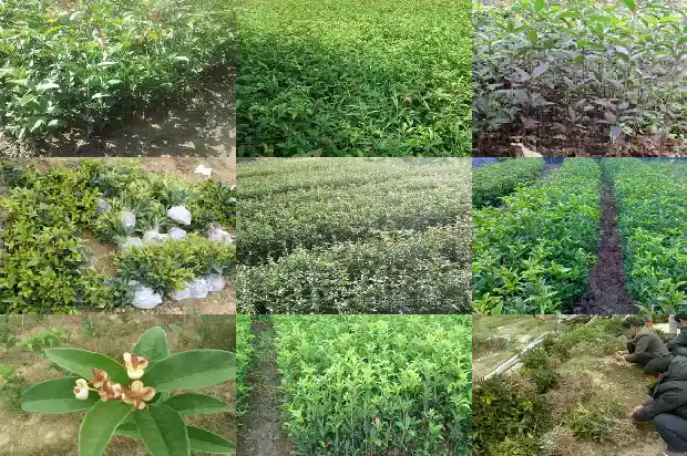 桂花树上有鸟窝的说说句子1687049938533